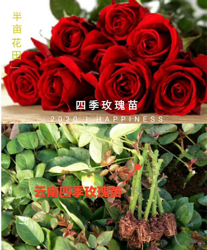 【全国热销】玫瑰苗点开商品100棵包邮发货！批发零售