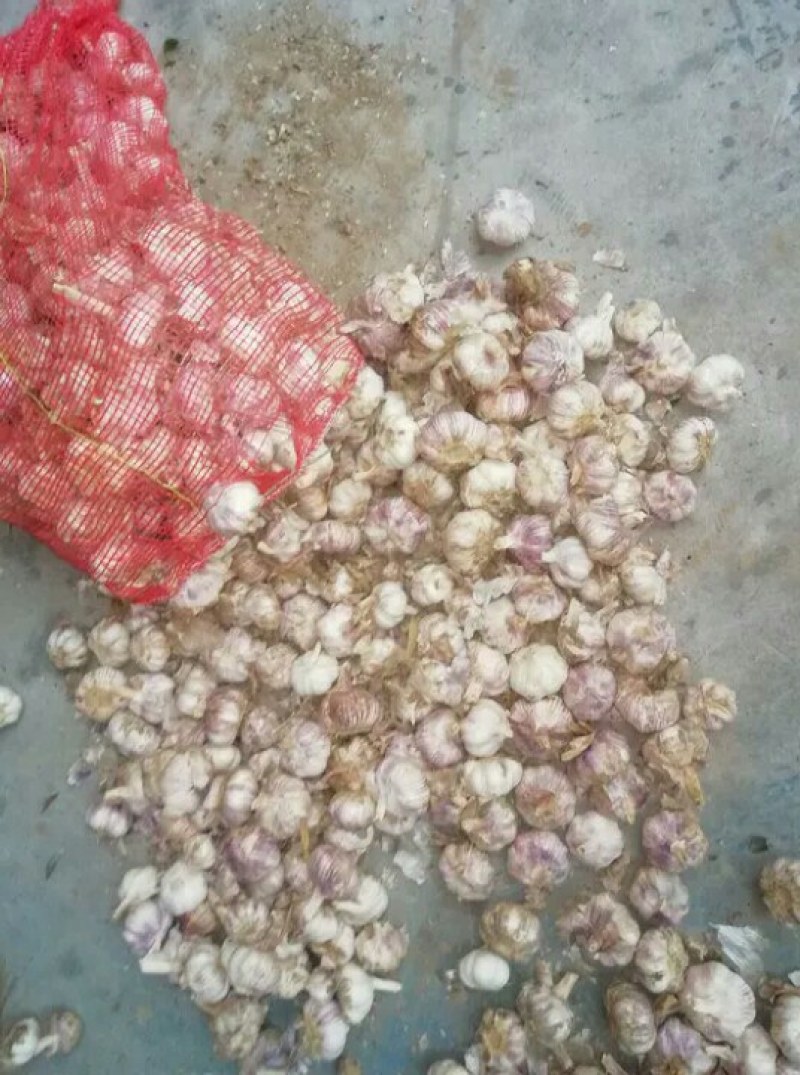 大蒜，本地种的紫皮，个大，味道浓烈