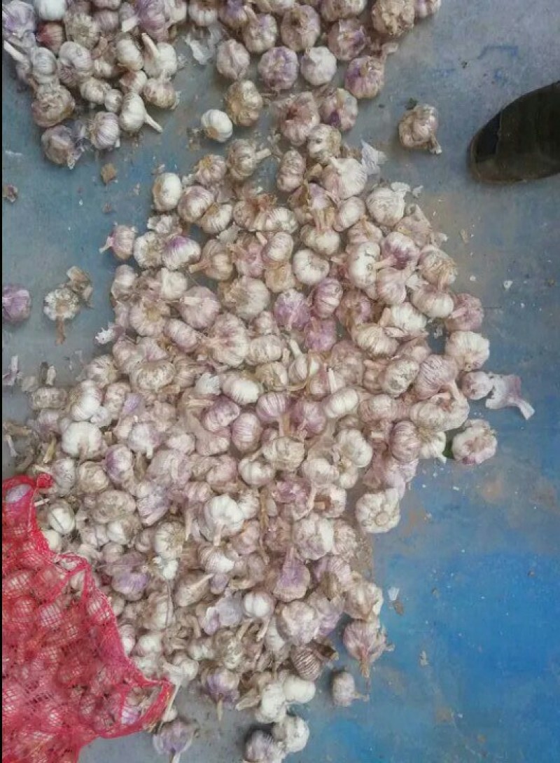 大蒜，本地种的紫皮，个大，味道浓烈