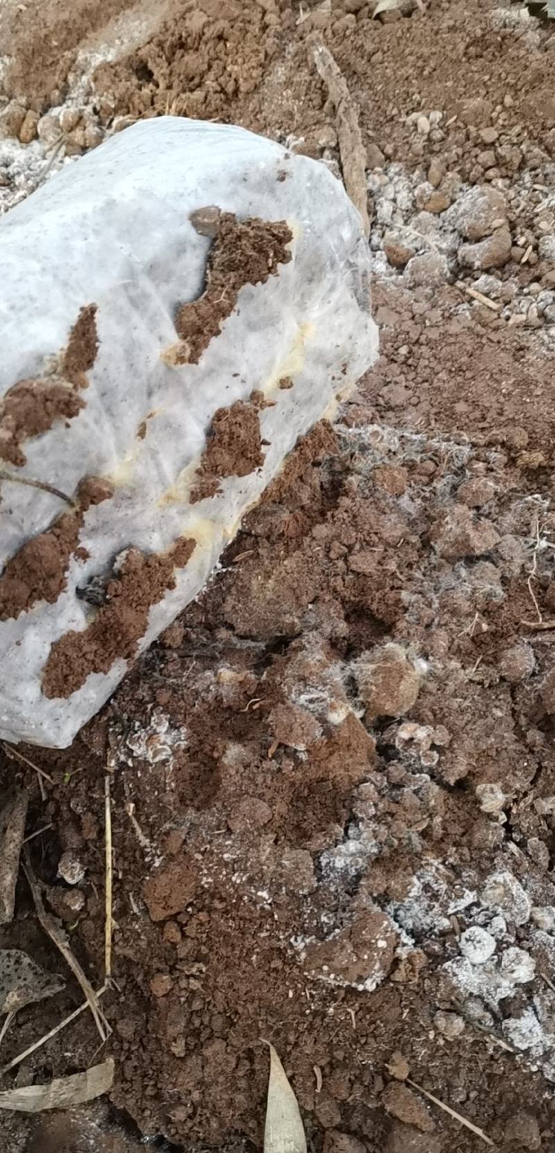 羊肚菌，葡萄架下的羊肚菌，仿野生，高品质期待合作