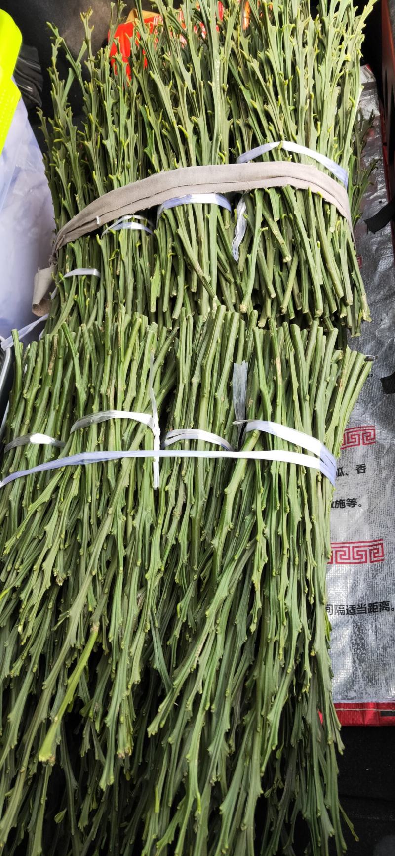 爱莎柑橘枝条(华美1号)品种保证基地自销现货供应