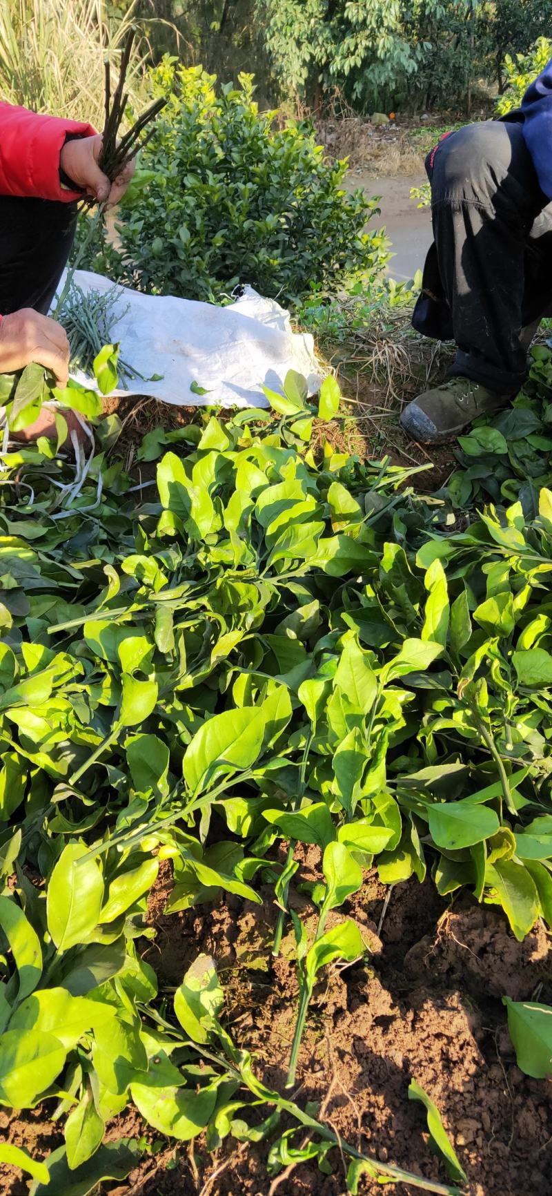 爱莎柑橘枝条(华美1号)品种保证基地自销现货供应