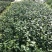 基地六角大红赤丹茶花苗庭院花园绿植盆栽