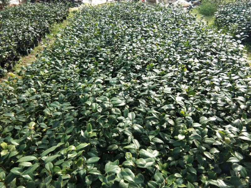 基地六角大红赤丹茶花苗庭院花园绿植盆栽