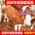 【精品】西门塔尔牛免费送货货到付款牛犊黄牛包活