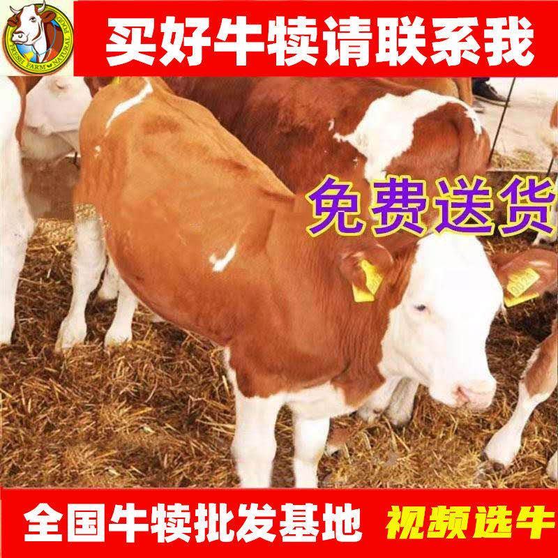 【精品】西门塔尔牛免费送货货到付款牛犊黄牛包活