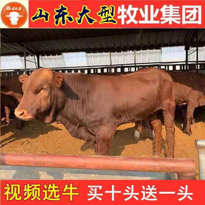 【精品】西门塔尔牛免费送货货到付款牛犊黄牛包活