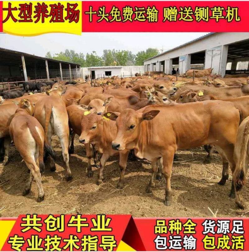 黄牛改良黄牛杂交黄牛土黄牛放养黄牛小黄牛包成活