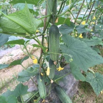 水果黄瓜（脆、甜）新鲜、可口！