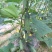 水果黄瓜（脆、甜）新鲜、可口！