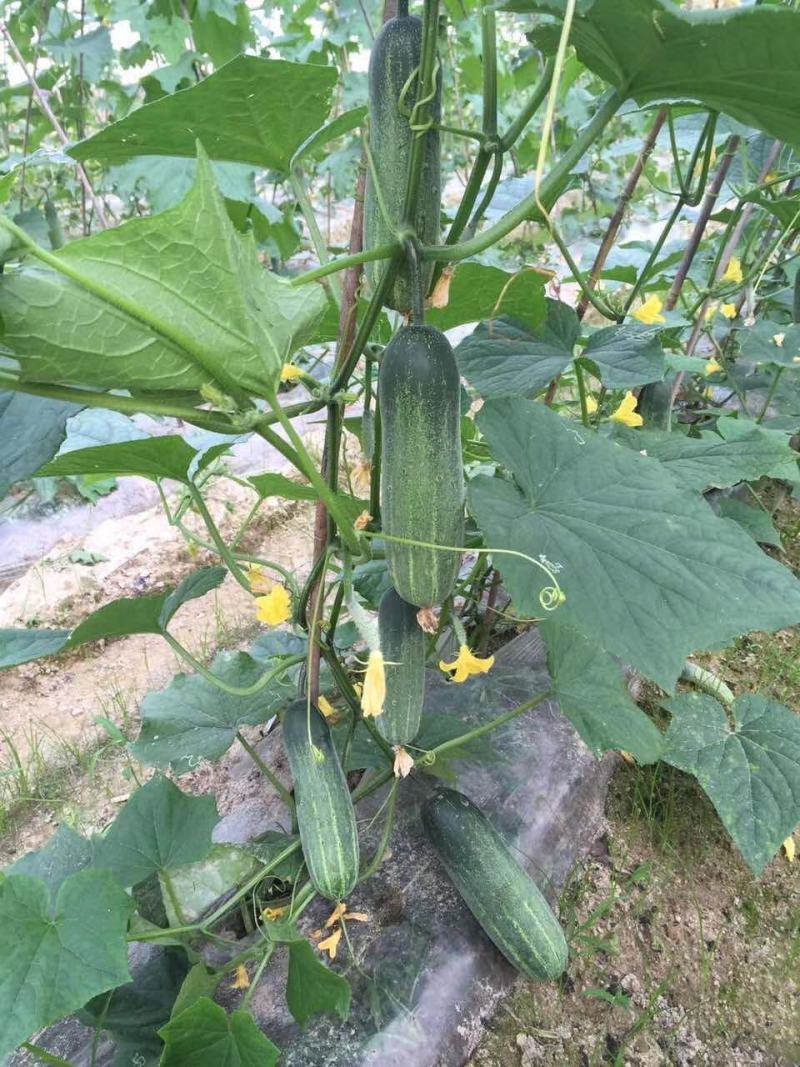 水果黄瓜（脆、甜）新鲜、可口！