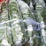 红韵香柑枝条特晚熟品种品种保证一手收源