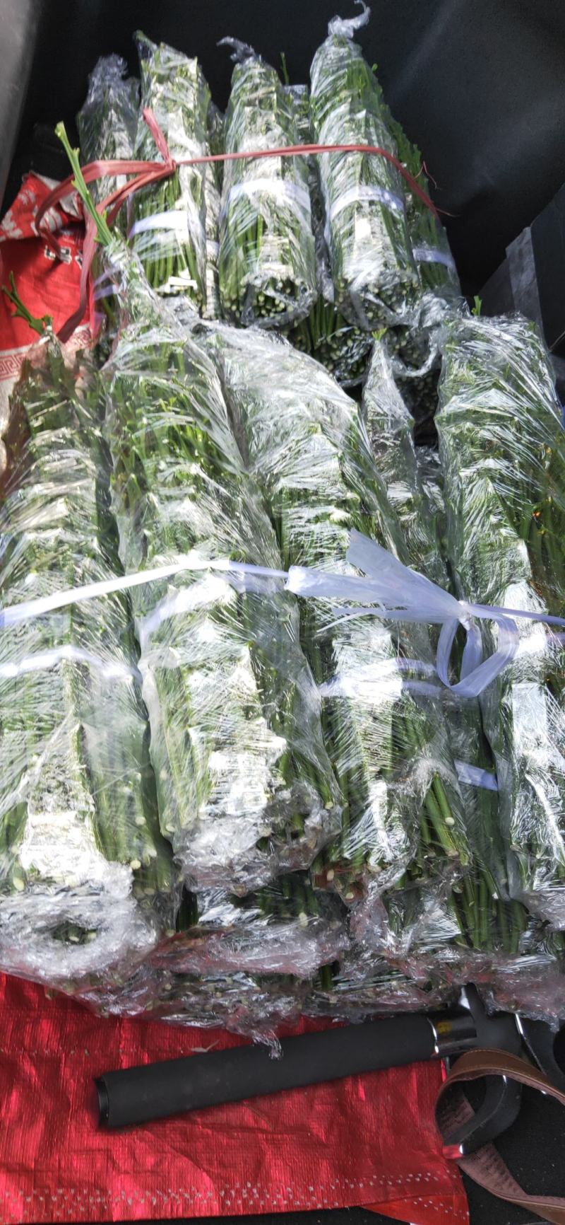 红韵香柑枝条特晚熟品种品种保证一手收源