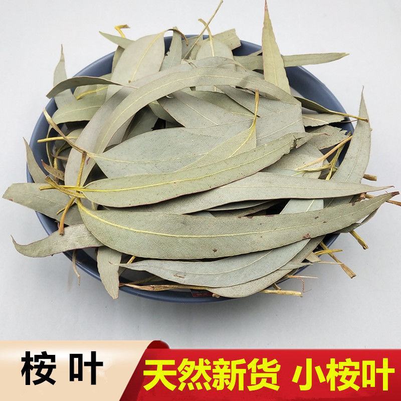 桉树叶中草药小桉树大叶按树叶尤加利树叶