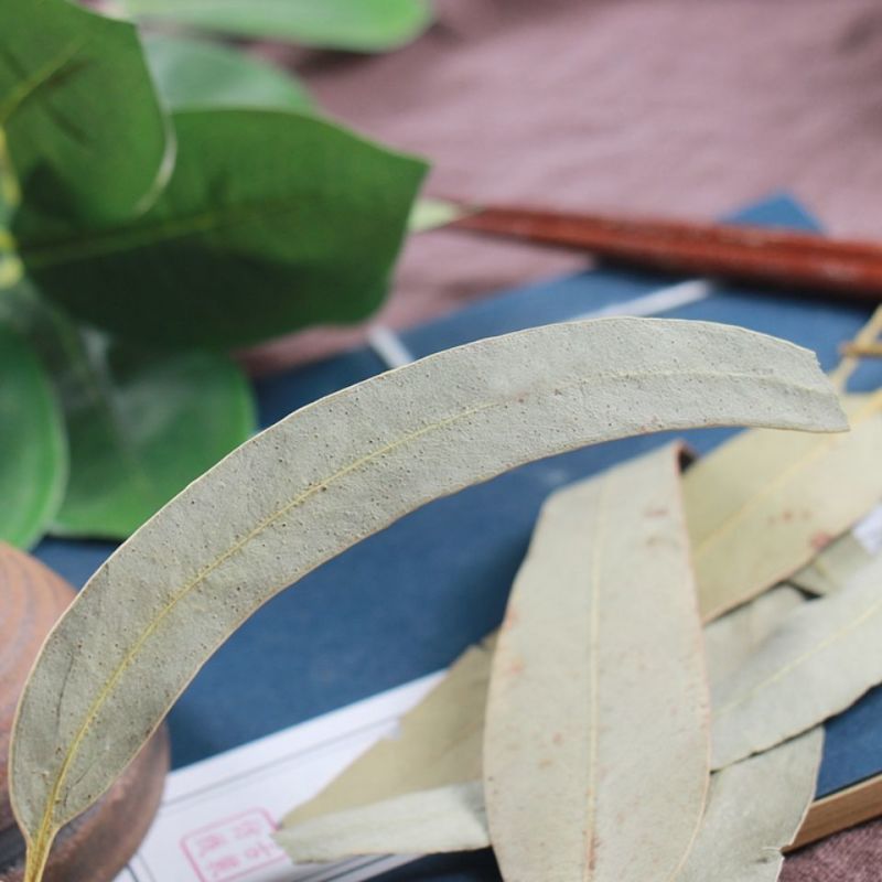 桉树叶中草药小桉树大叶按树叶尤加利树叶