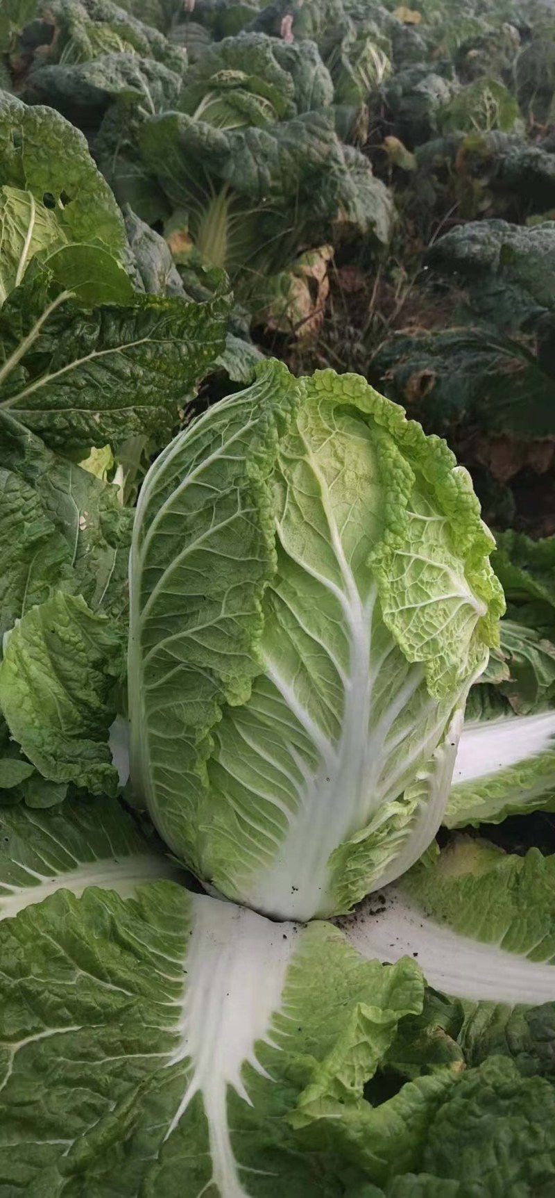 黄心大白菜一条龙服务