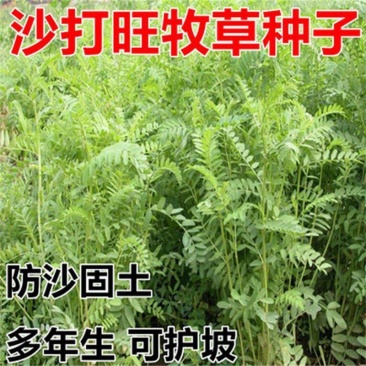 沙打旺种子多年生牧草绿肥草护坡草耐寒耐旱耐盐碱进