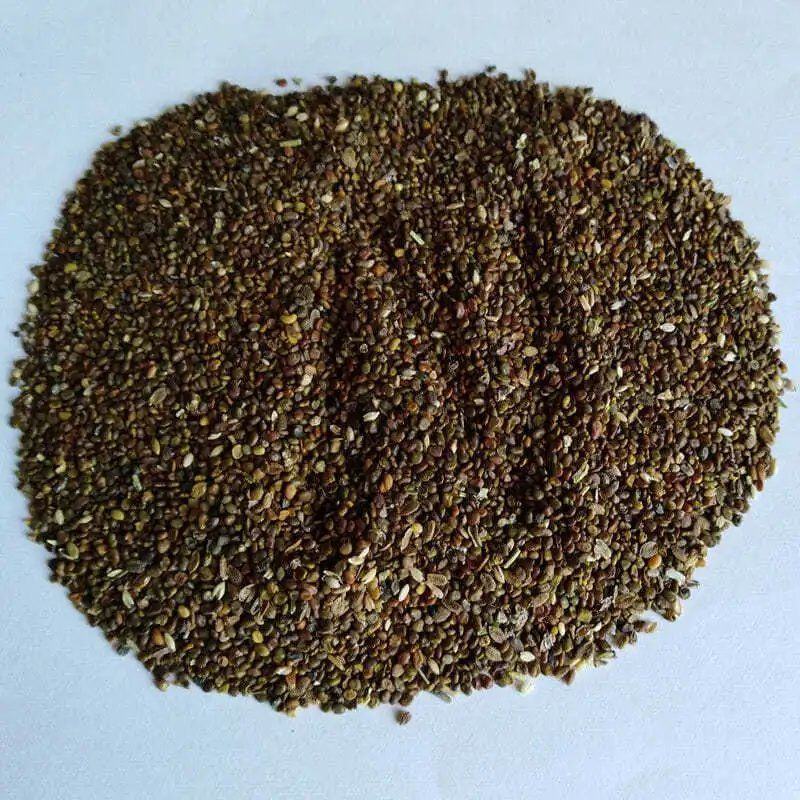 沙打旺种子多年生牧草绿肥草护坡草耐寒耐旱耐盐碱进