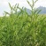 沙打旺种子多年生牧草绿肥草护坡草耐寒耐旱耐盐碱进