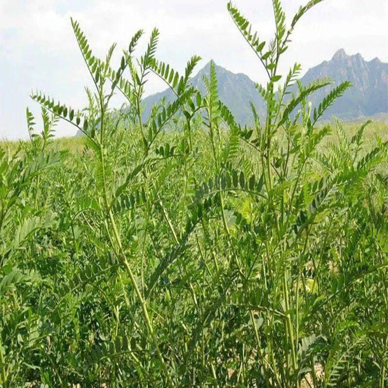 沙打旺种子多年生牧草绿肥草护坡草耐寒耐旱耐盐碱进