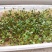 沙打旺种子多年生牧草绿肥草护坡草耐寒耐旱耐盐碱进