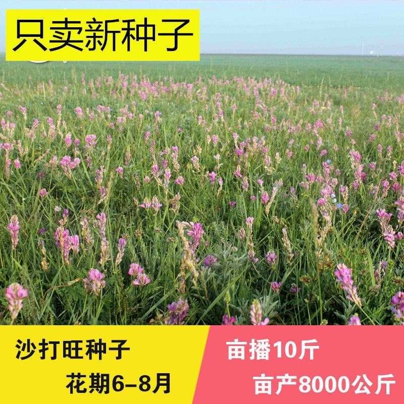 沙打旺种子多年生牧草绿肥草护坡草耐寒耐旱耐盐碱进