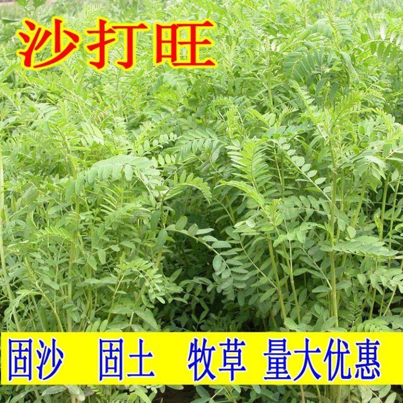 沙打旺种子多年生牧草绿肥草护坡草耐寒耐旱耐盐碱进