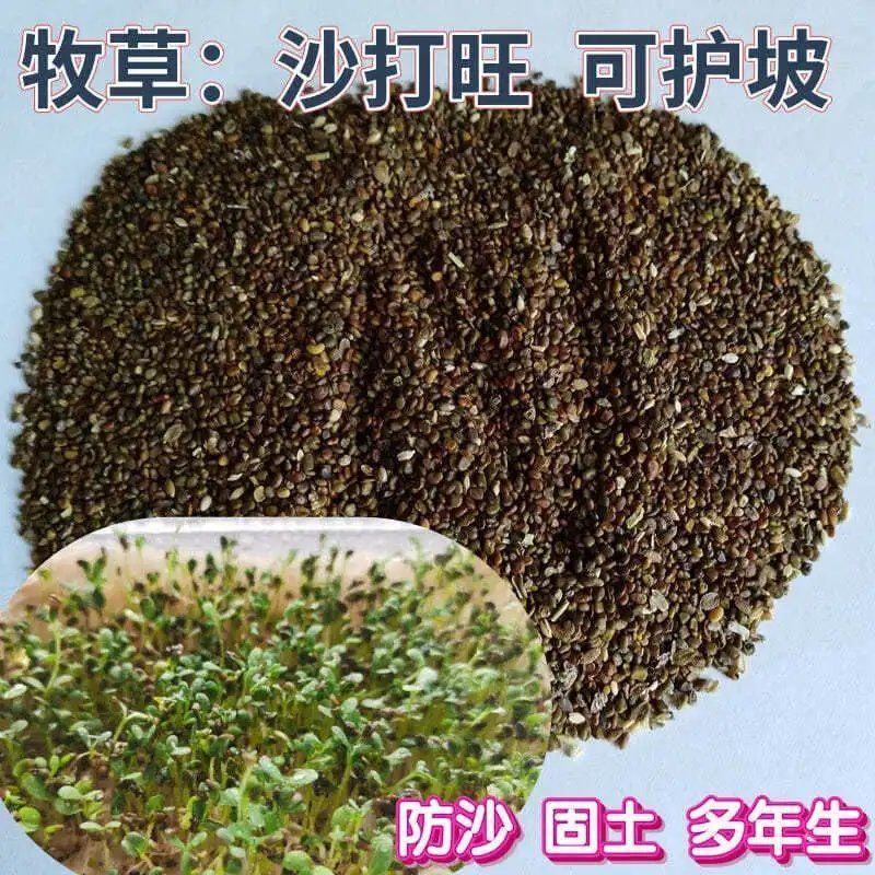 沙打旺种子多年生牧草绿肥草护坡草耐寒耐旱耐盐碱进