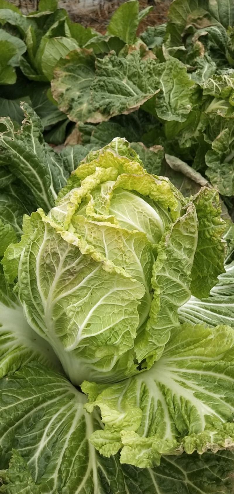 平坝大白菜欢迎订购了