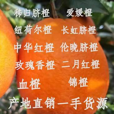 湖北秭归伦晚/中华红果冻橙果园看货全年鲜果现场采搞