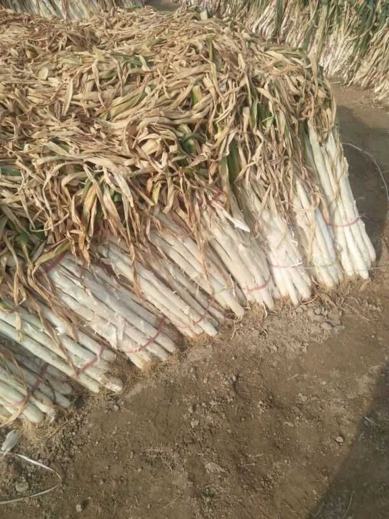 泗水县优质长白大葱芽葱大量出售中质量好，希望长期合作