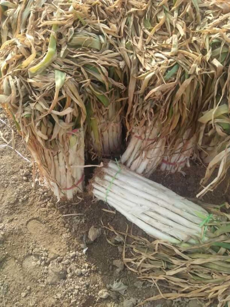 泗水县优质长白大葱芽葱大量出售中质量好，希望长期合作