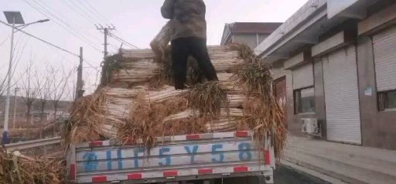 泗水县优质长白大葱芽葱大量出售中质量好，希望长期合作