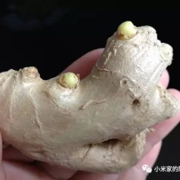 山东姜种培育基地培育基地大量现货产量高抗病能力强