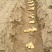 山东姜种培育基地培育基地大量现货产量高抗病能力强