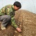 山东姜种培育基地培育基地大量现货产量高抗病能力强