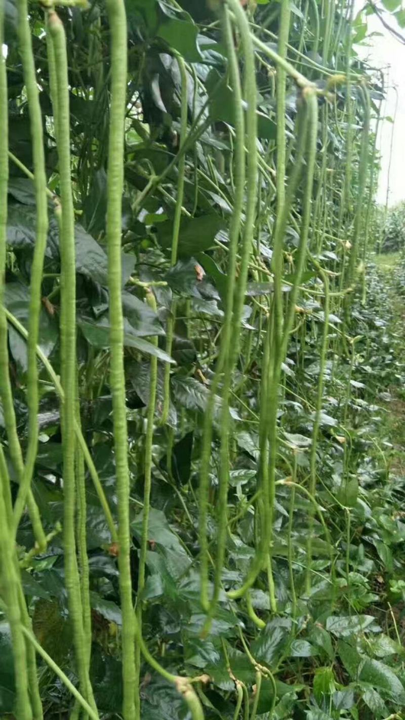 发财长龙富农宝耐寒耐热豇豆种子丰产优质