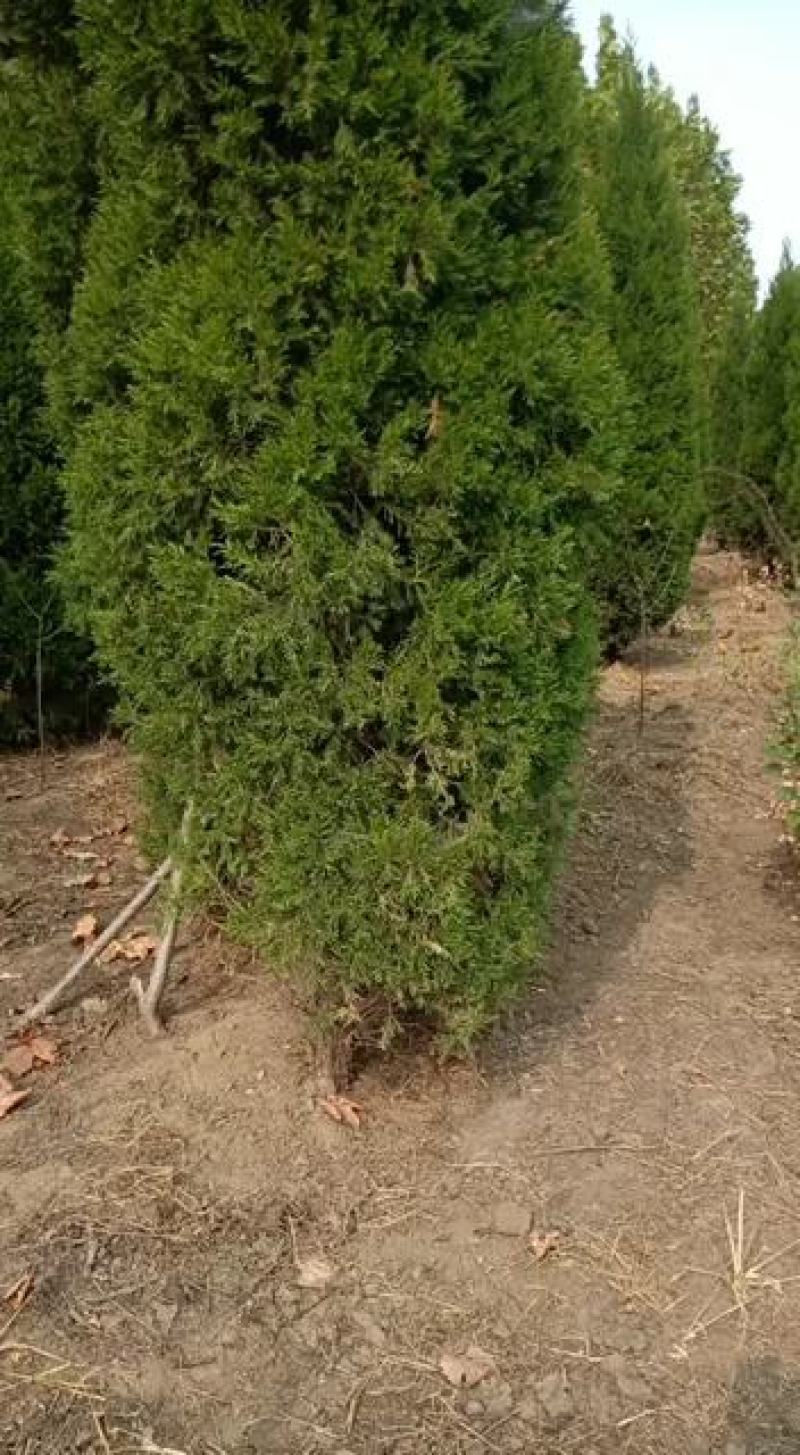 80到1米嫁接蜀侩苗，塔柏苗，圆柏绿化用苗