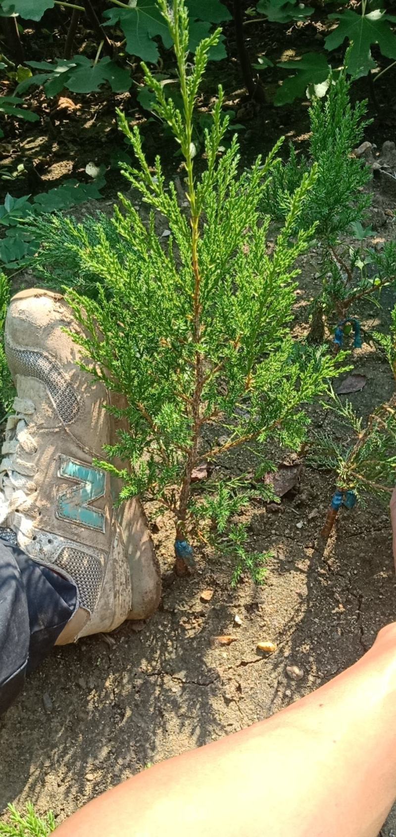 80到1米嫁接蜀侩苗，塔柏苗，圆柏绿化用苗