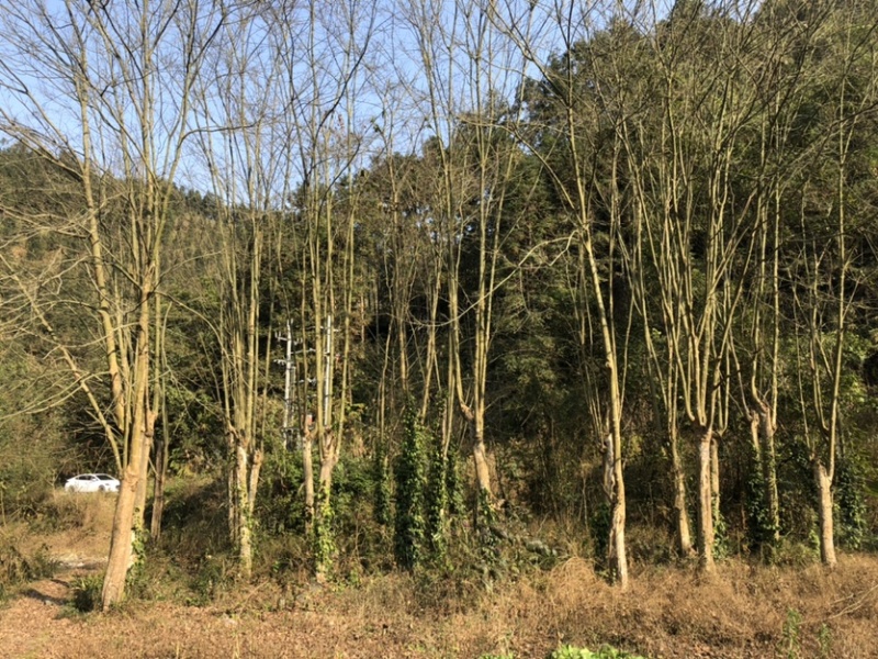 自家青枫上架待售看中滴滴