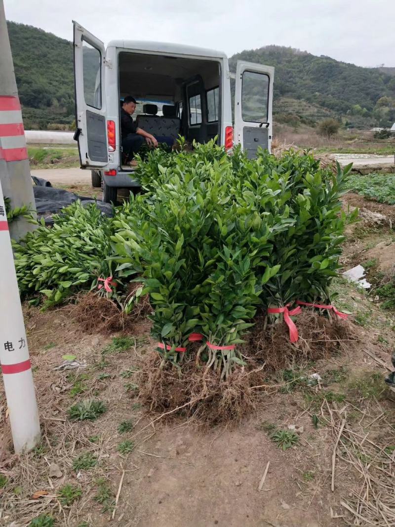 正宗浙江宁海由良蜜桔苗粗壮根系发达检疫证苗圃直供量大价