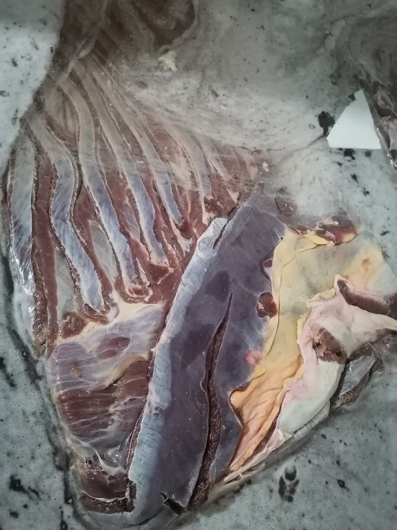驴肉，正关手续，特别新鲜