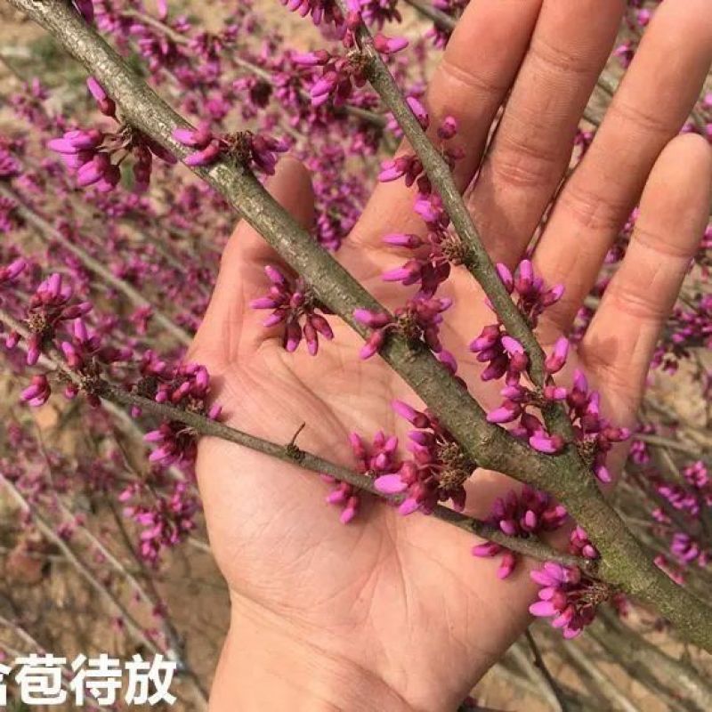 紫荆花树苗花苗紫荆树苗紫金花树苗镇宅名贵庭院绿化植物当年