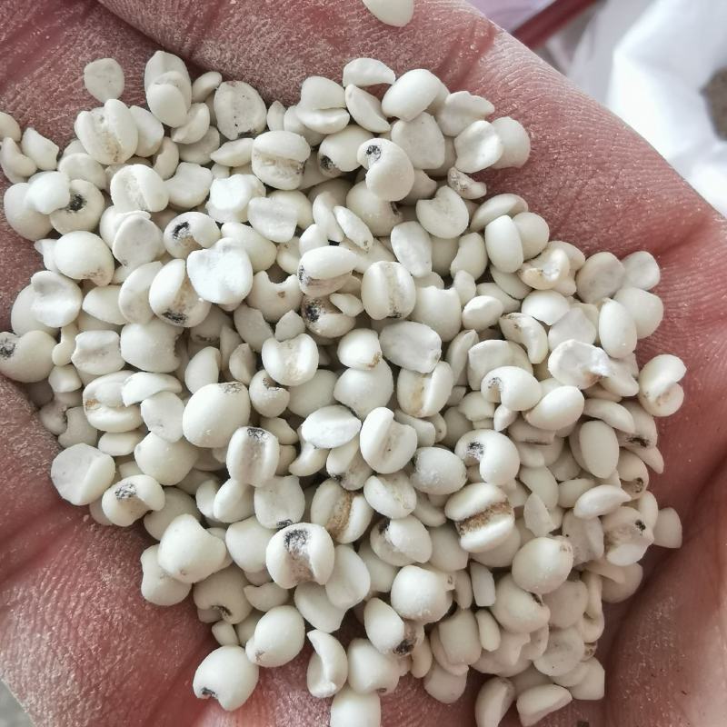 桂东高山糯薏米批发