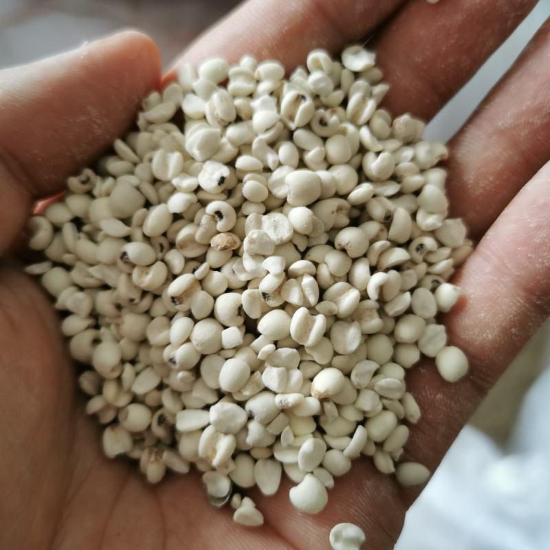 桂东高山糯薏米批发
