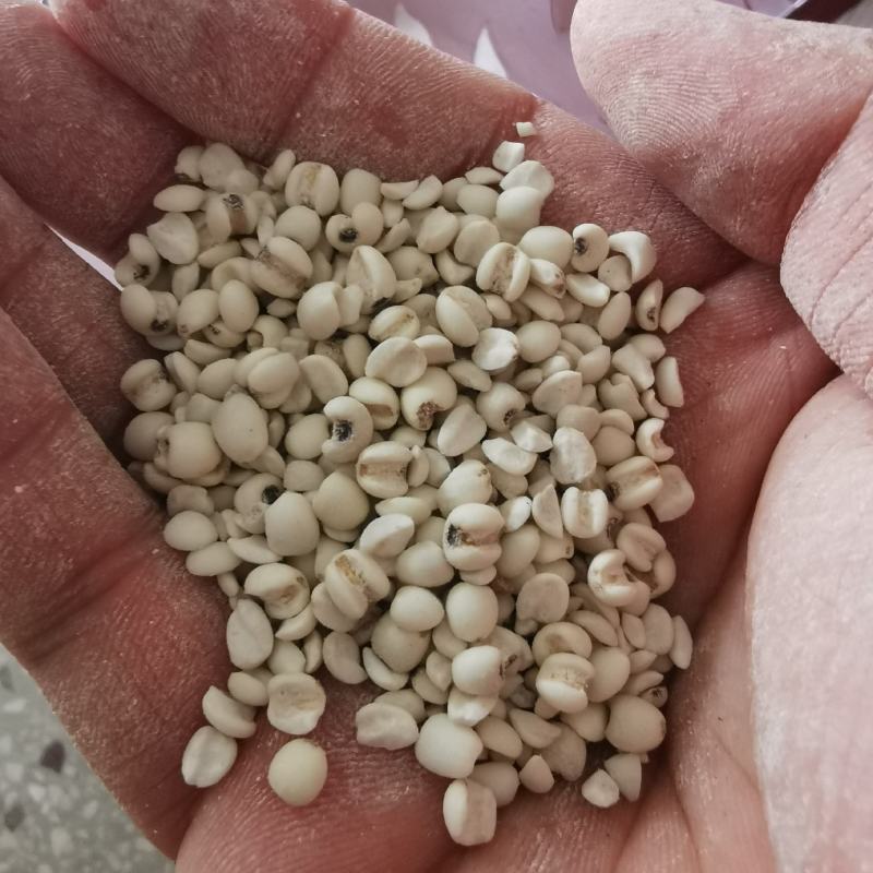 桂东高山糯薏米批发