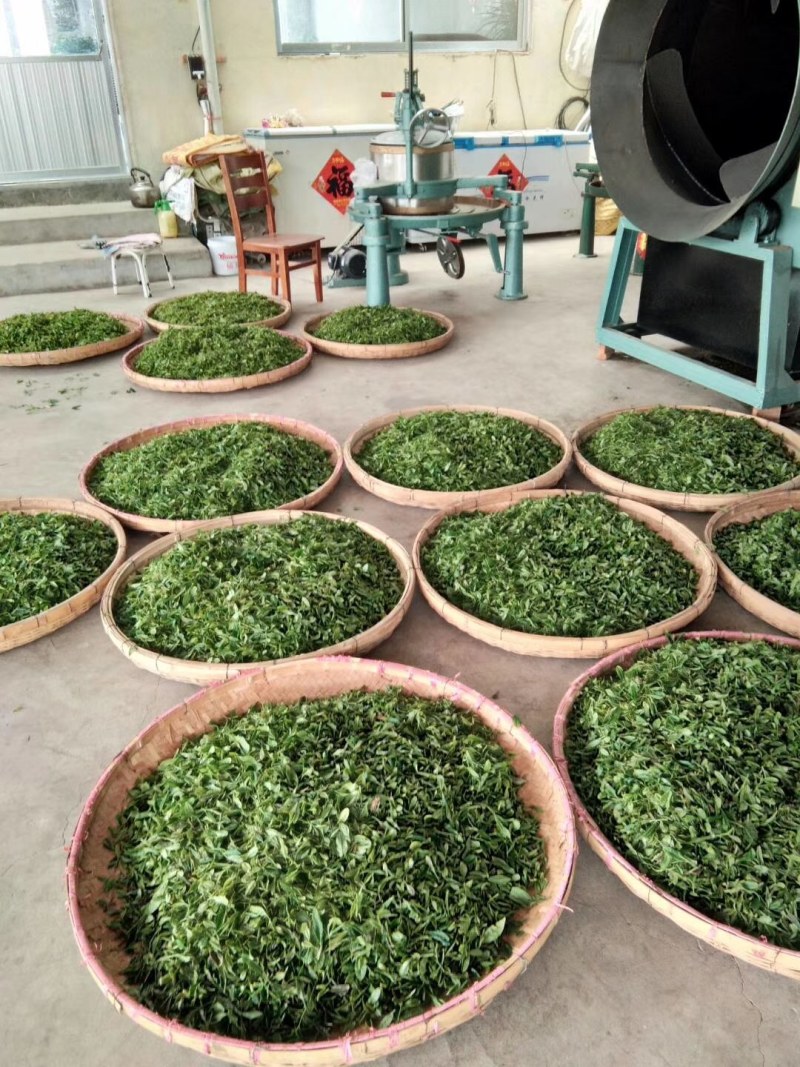 日照绿茶，产地货源，自家茶厂，用心做好茶