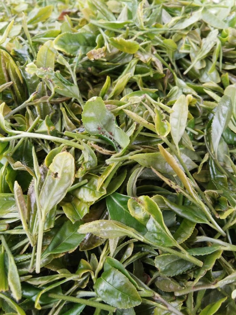 日照绿茶，产地货源，自家茶厂，用心做好茶