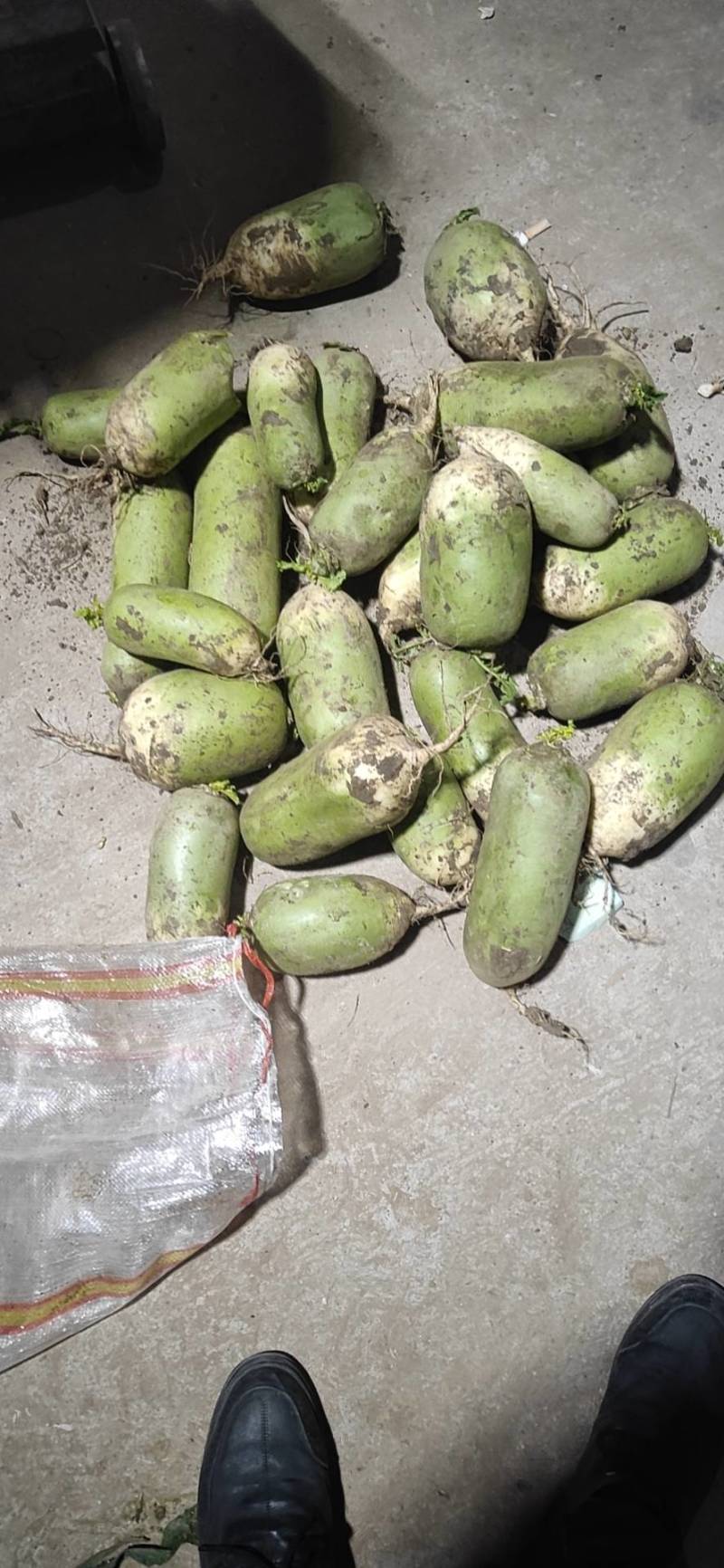 冷库精品短罐长罐萝卜，清脆可口，大量上市，量大价廉