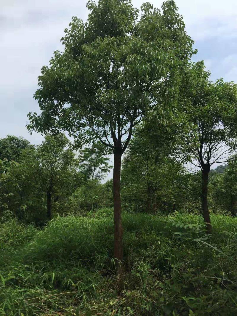 香樟树工程樟树绿化樟树小叶樟树大叶樟树骨架香樟全冠香樟